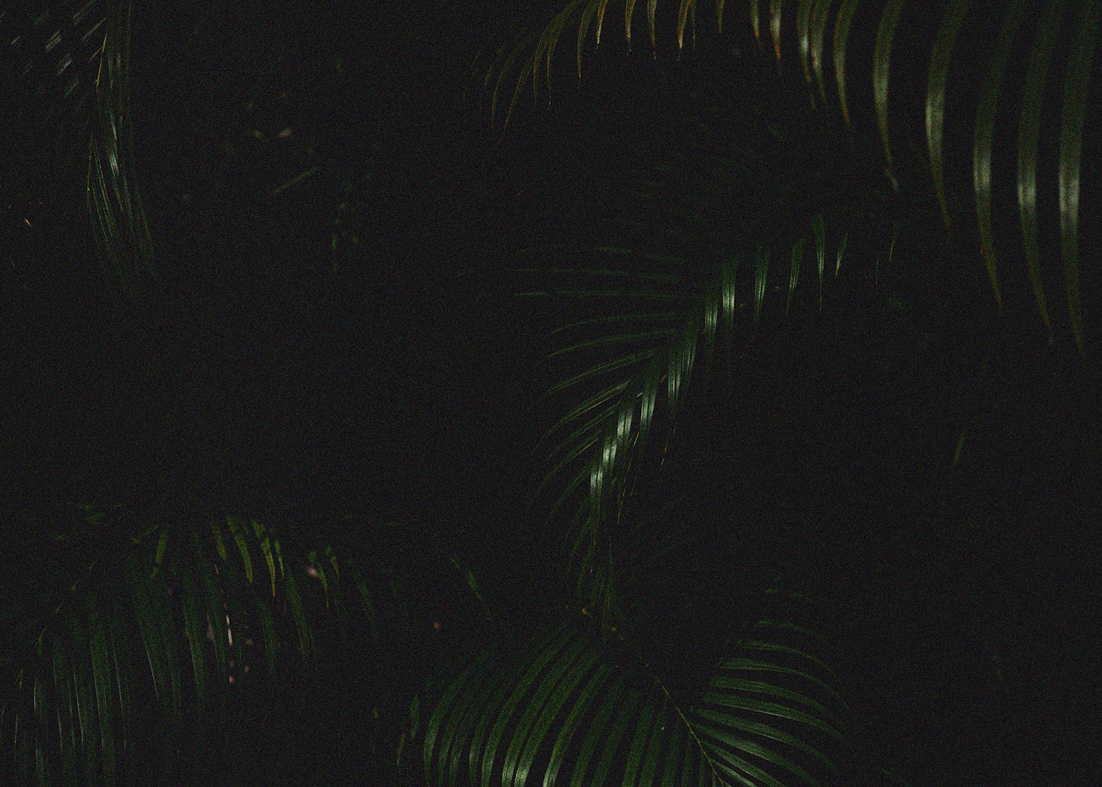 The Will & The Way, rooftop in New Orleans — photo 3